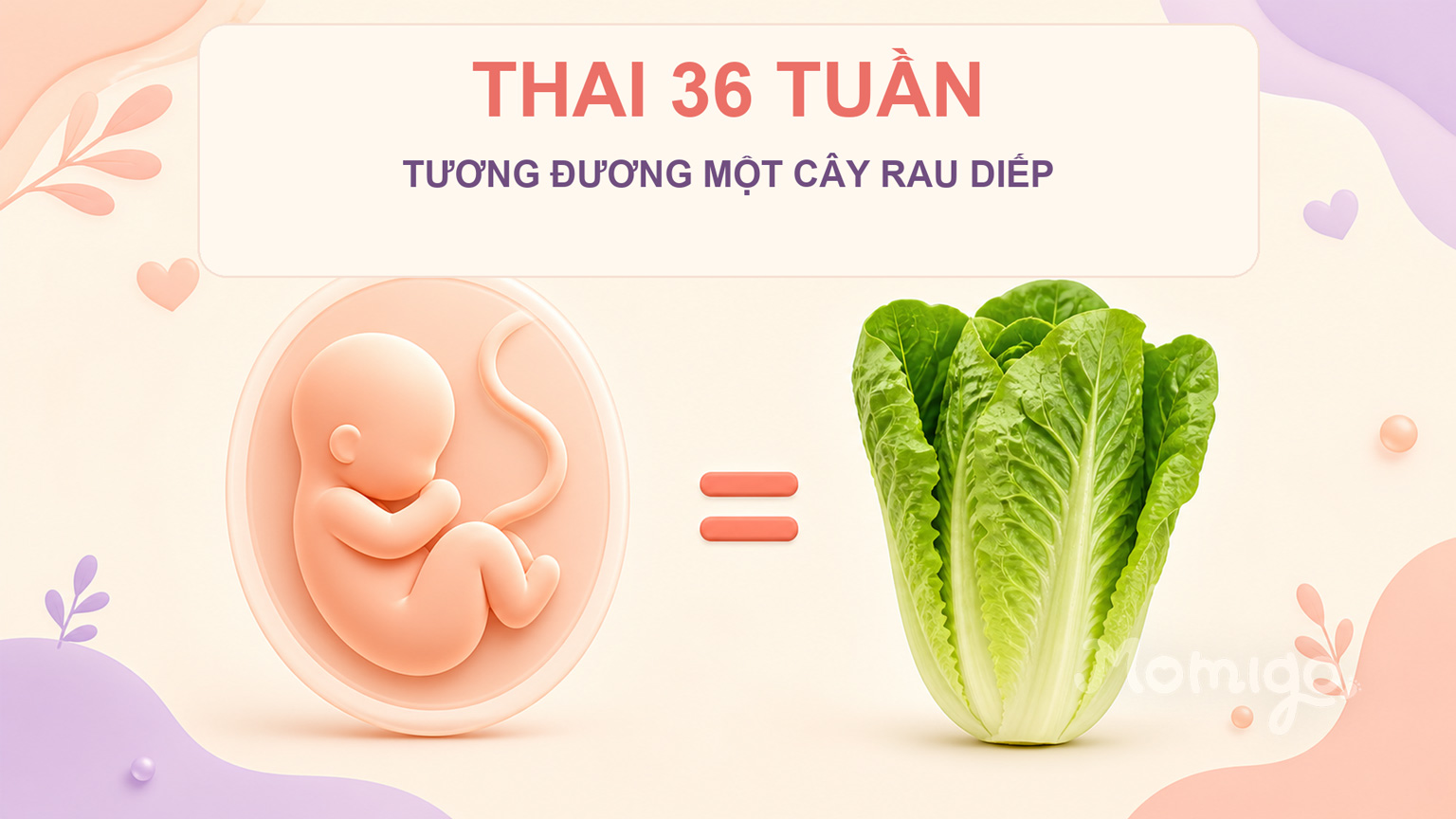 Thai 36 tuần có kích thước tương đương một cây rau diếp