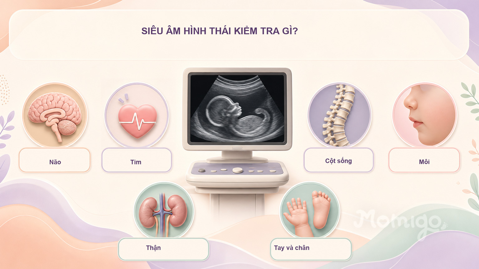 Các cấu trúc chính thường được khảo sát trong siêu âm hình thái học