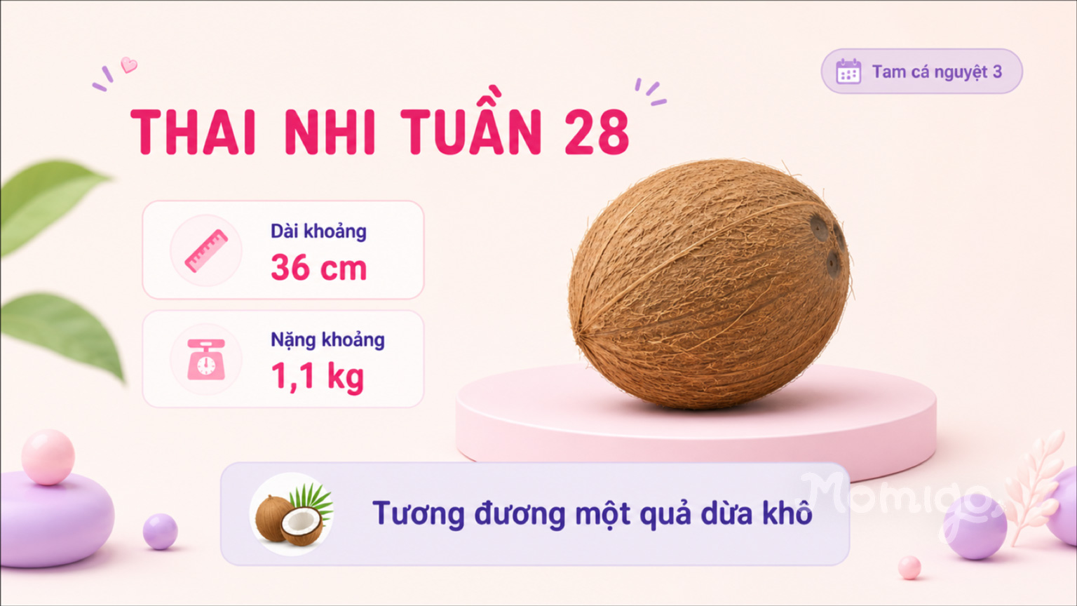 Thai nhi tuần 28 có kích thước tương đương một quả dừa khô
