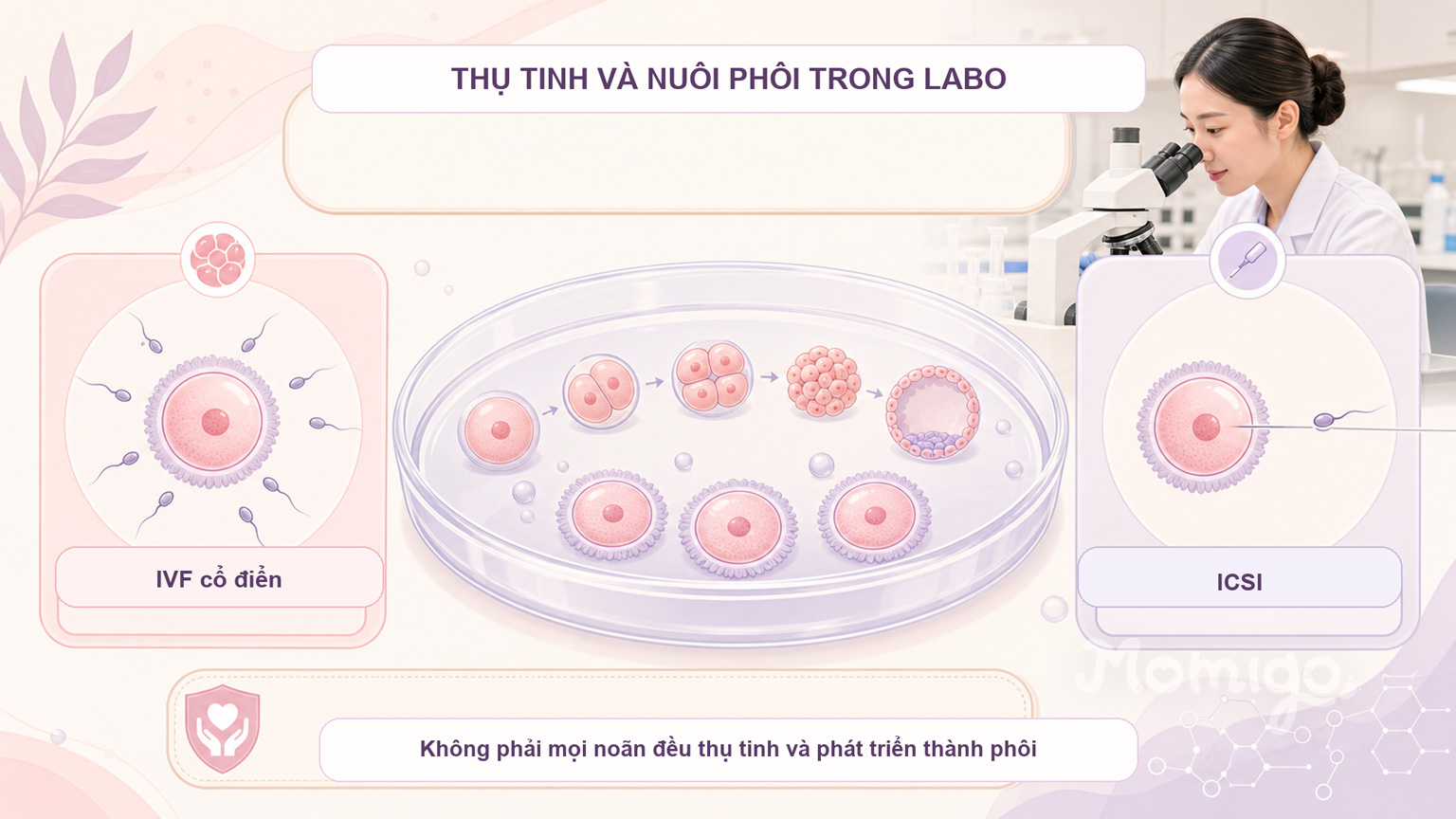 Sau chọc hút noãn, quá trình thụ tinh và nuôi phôi diễn ra trong labo phôi học chuyên biệt