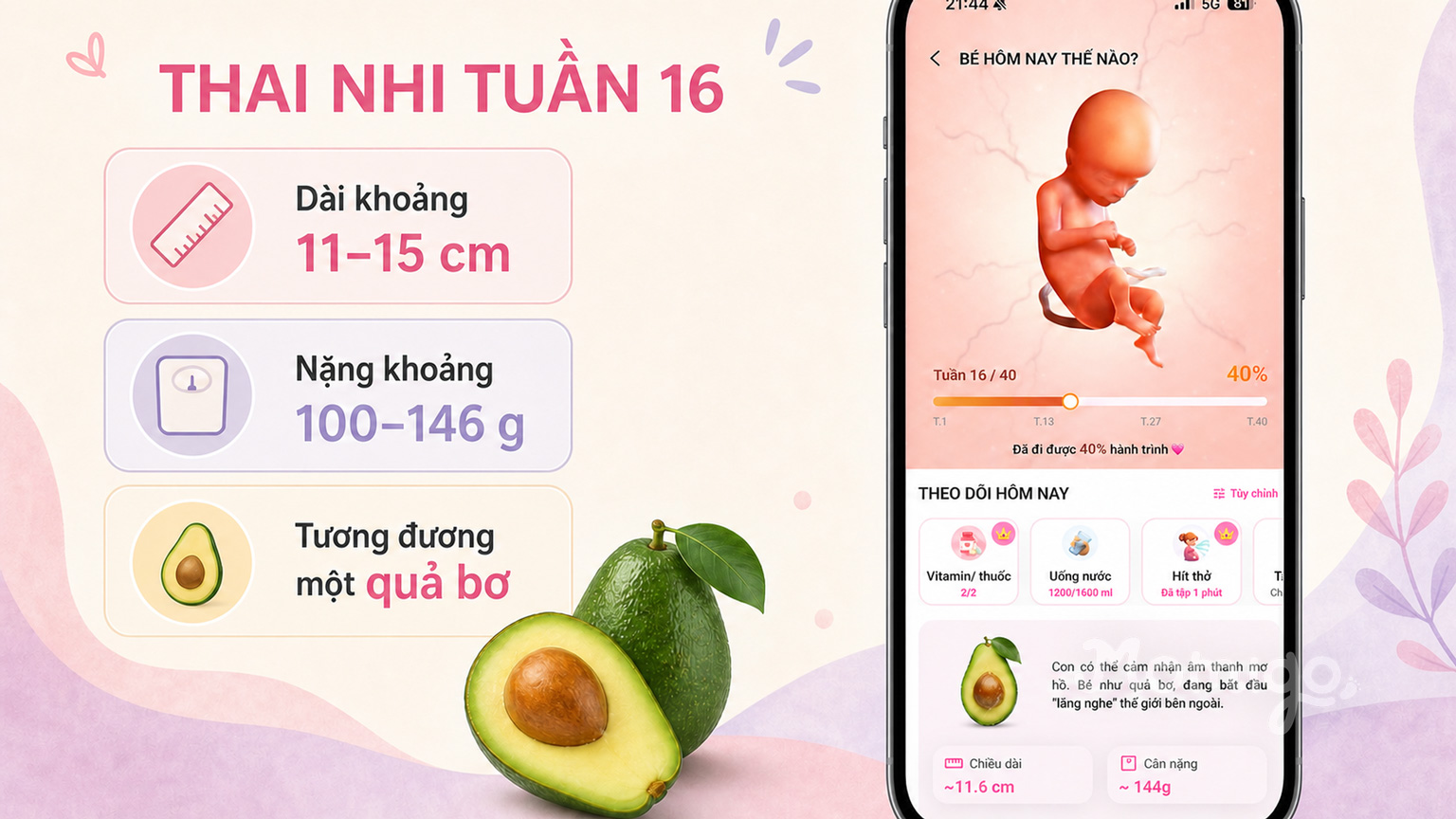 Thai nhi tuần 16 có kích thước tương đương một quả bơ